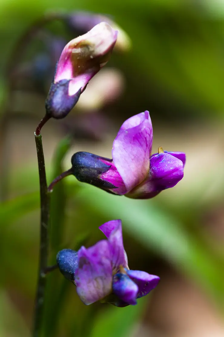 Berg-Platterbse (Lathyrus linifolius)